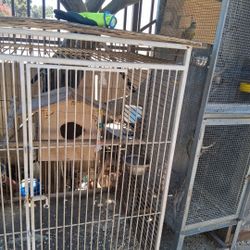 Bird Cage
