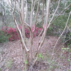 Crepe Myrtle Wood. You Cut