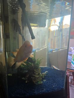 Octagon tank 90 gallon