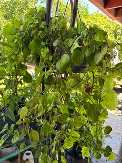 Planta millonaria