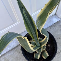 Stripe Agave