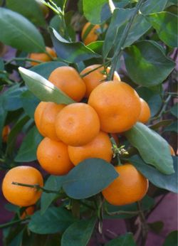 Bearing Fruit Calamondin Orange Tree 🍊 cây tắc chua trái tròn đang có trái