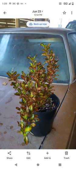 Planta pinta 1g