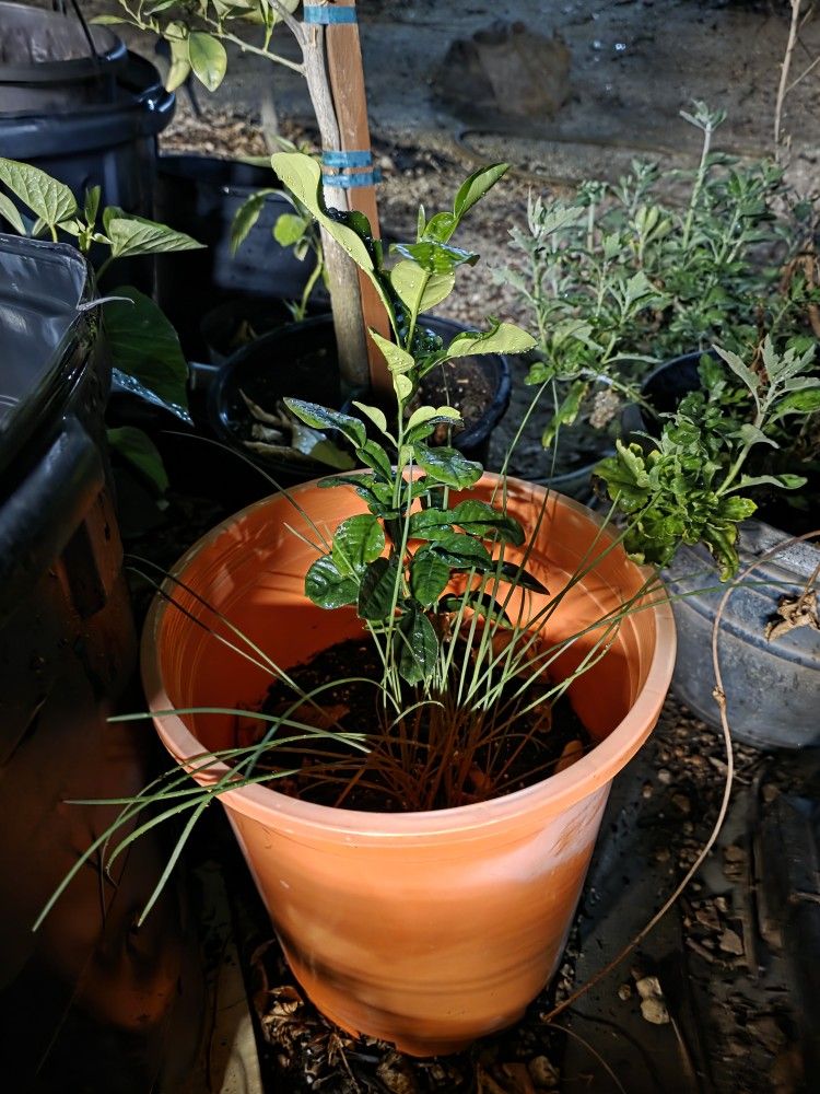 Pomelo Asian Grapefruit 1.5 Years Old.