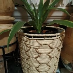 Plant And Basket 