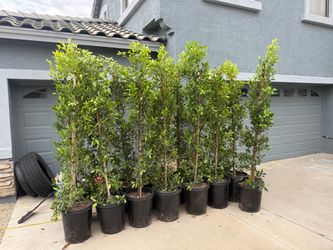 Ficus trees