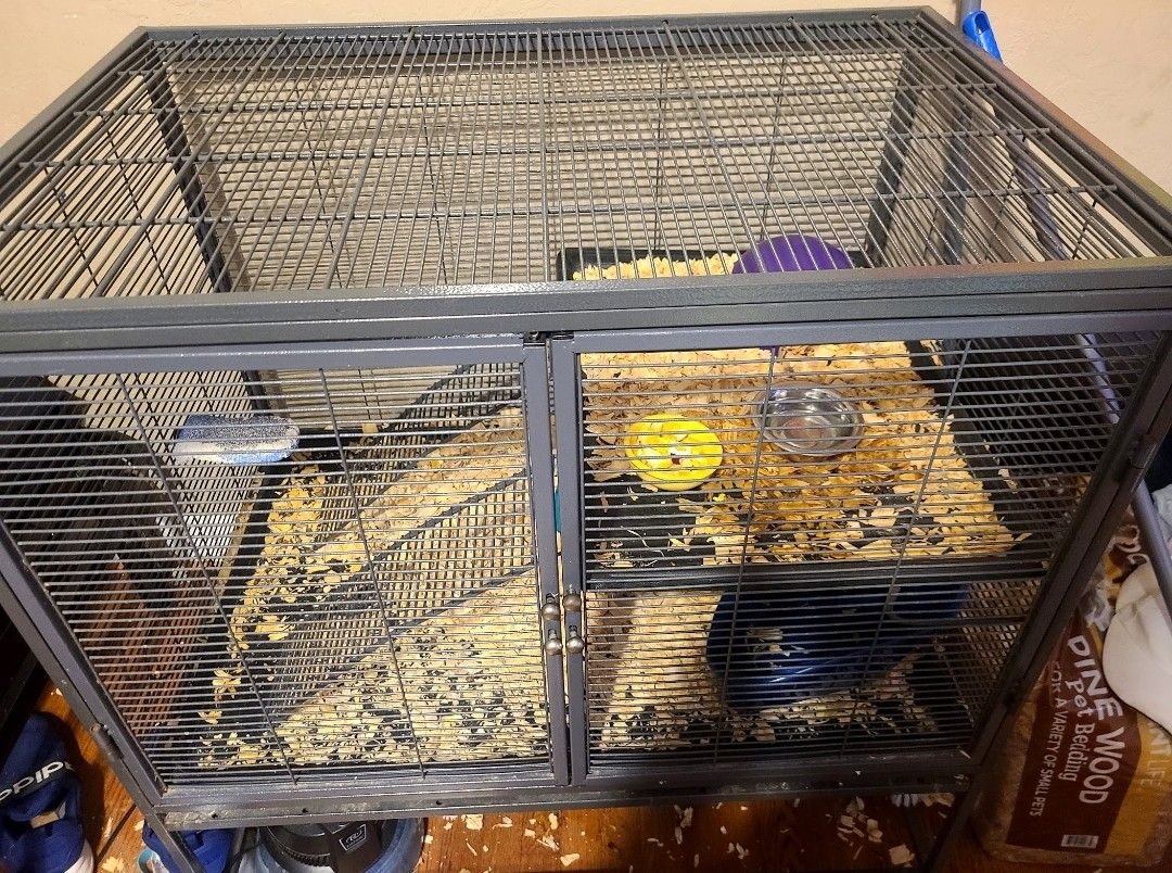 Female Rat In Need Of Company And New Home 