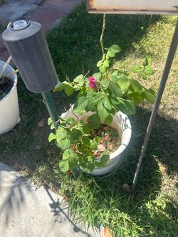 BEAUTIFUL ROSE 🌹 PLANT