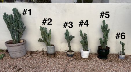 Plants