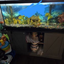 Fish Tank 