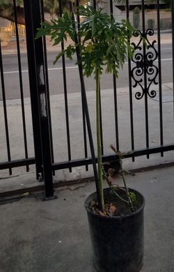 Papaya  plant.  Planta