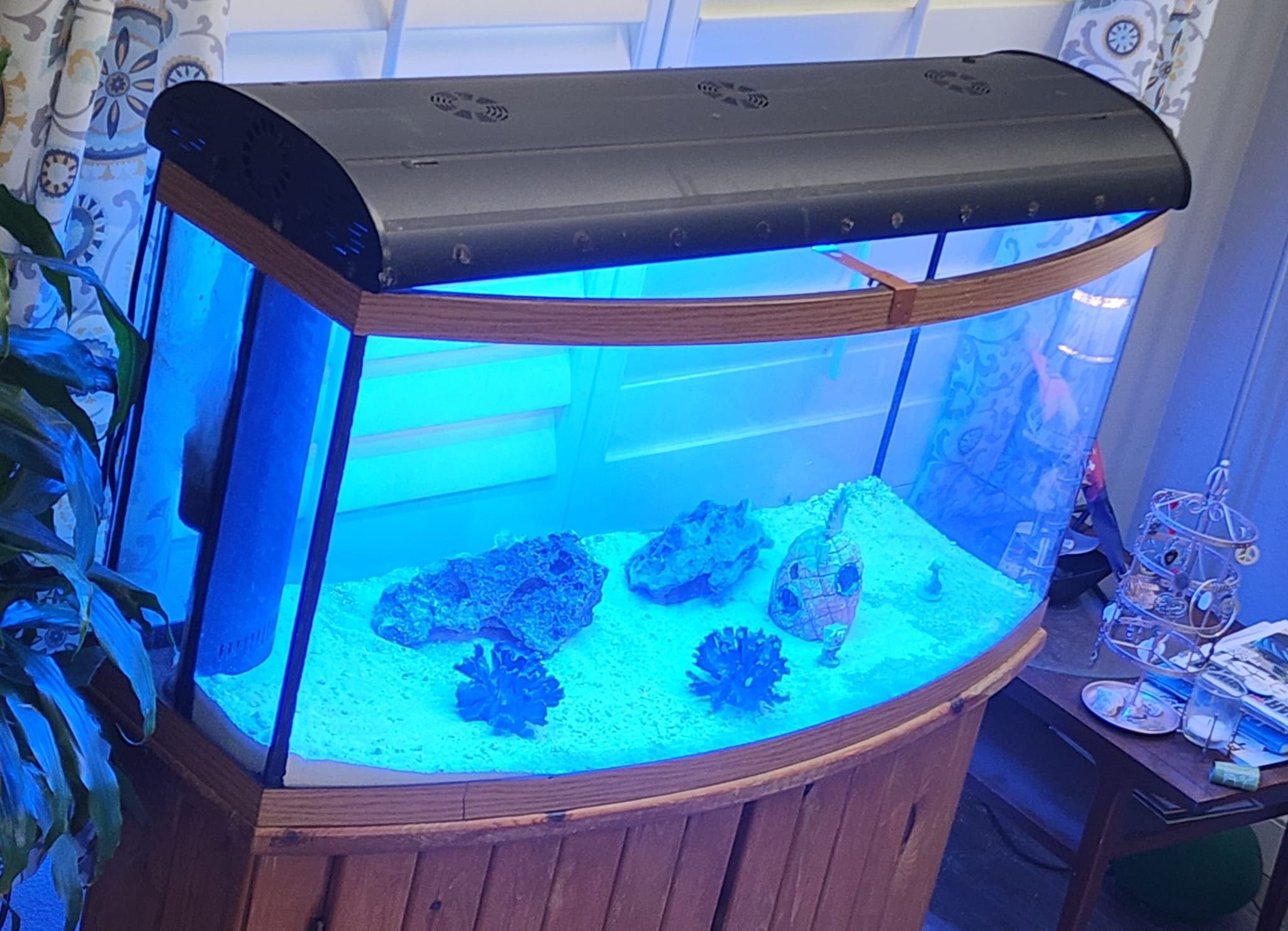 Beautiful 60 Gallon Salt Water Complete Set Up