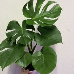 monstera delicosia plant