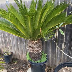 Sego Palm