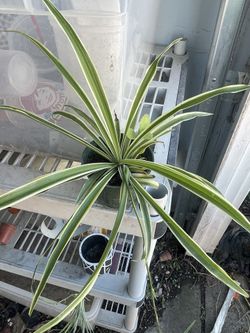 Spider 🕷️ Plant 🪴 