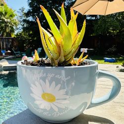 Succulent In A Cup