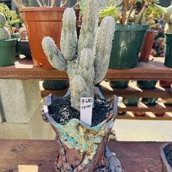 Euphorbia Abdelkuri Cluster Imported