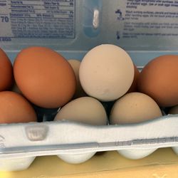 1 Dozen Chicken Eggs