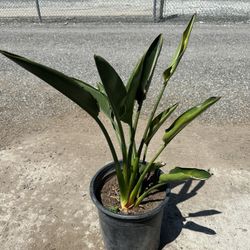 Bird Of Paradise