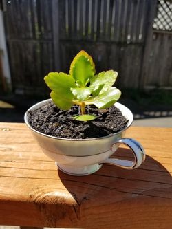 Kalanchoe succulent in China teacup