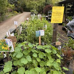 Plant sale. Garage sale. Pokémon Sale