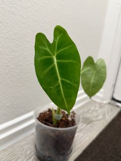 7” Alocasia frydek for sale or trade