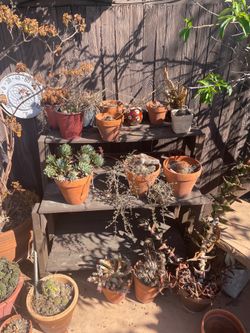 Free Succulents, Plants, Planters
