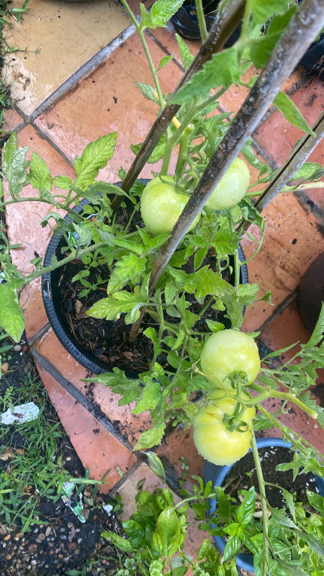 Large organic tomatoes 7.99