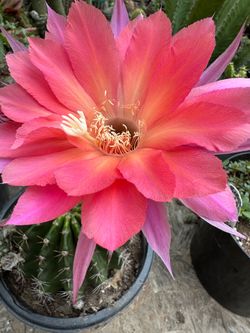 Cactus