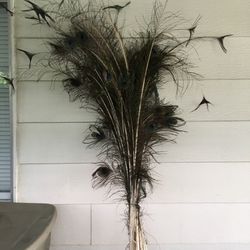 Large Bundle Of Peacock Feathers