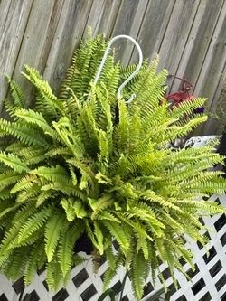 Large Boston Fern Hanging Plant