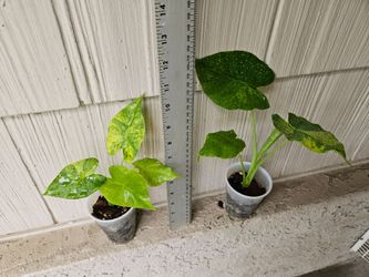 Alocasia Gageana Aurea Plant