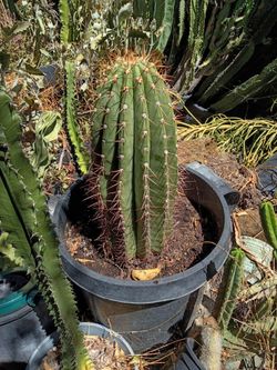 Fat boy cactus plant