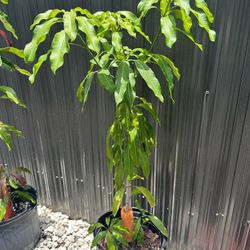 Indian Mango Tree-$25- West Kendall 