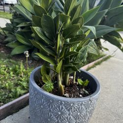 Zzz Plant And Pot Included 