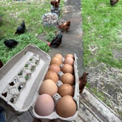 Eggs 