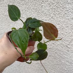 Beautiful Philodendron Micans Plant