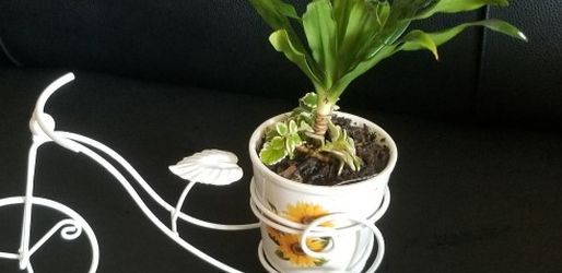 Bicycle Indooe Plant