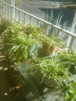 Spider plants