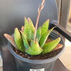 Well Rooted Aloes