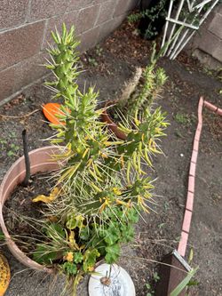 Check Out This Beautiful a Cholla The Flower In The Spring Is Super Beautiful This Joint Changes Colors With The Season Right Now I Has Some. Yellow
