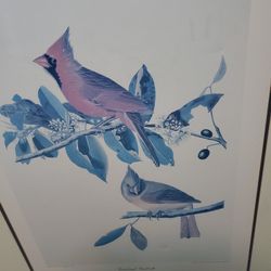 Vintage Print Of A Cardinal --Very Large Print In Frame