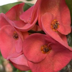 Corona De Cristo Orange County $45