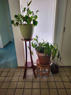 Healthy potted plants for sale