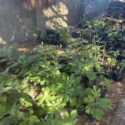Fig Trees