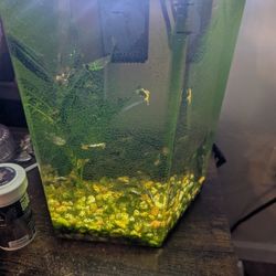 1.5 Gallon Tank With Accessories 