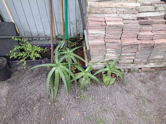 Planta Sabila