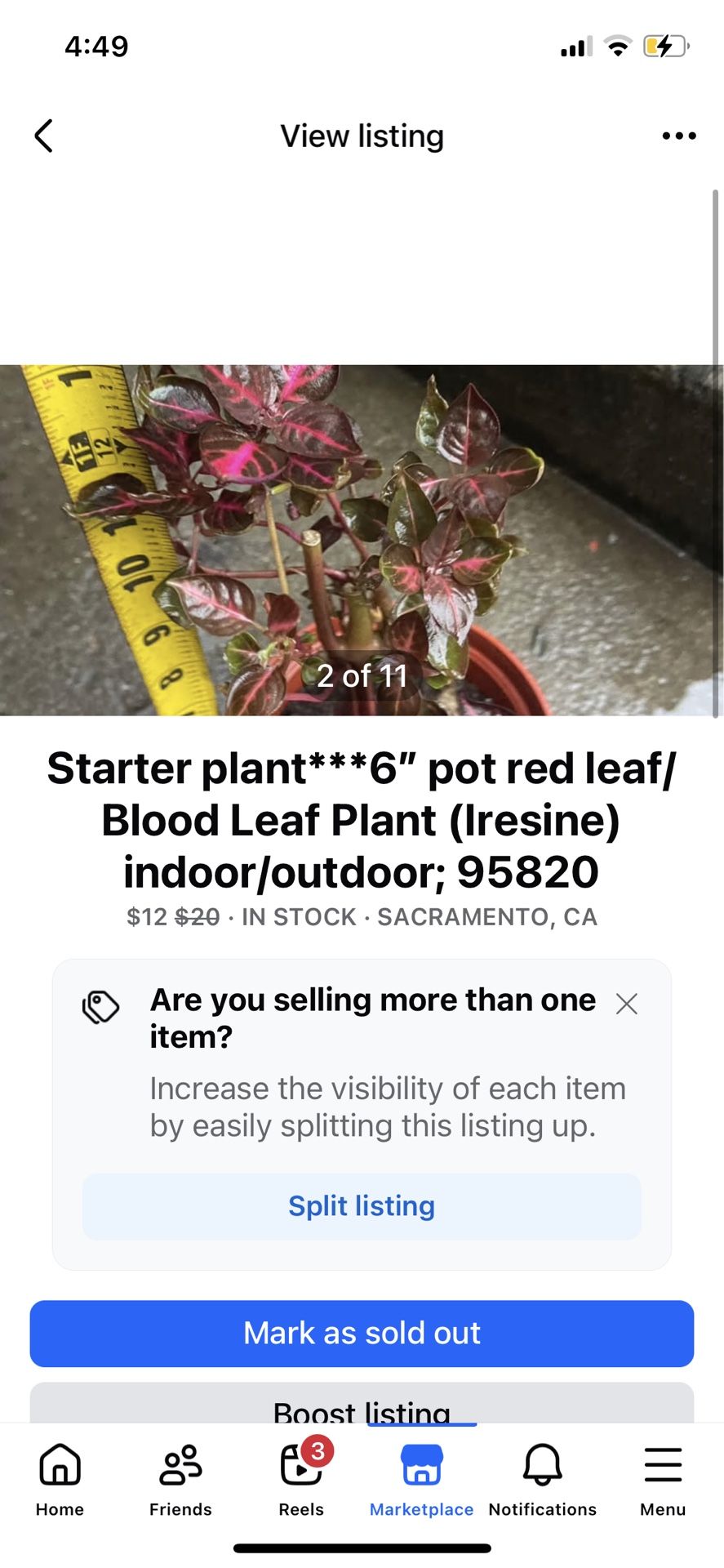 Starter plant***6” pot red leaf/Blood Leaf Plant (Iresine) indoor/outdoor; 95820