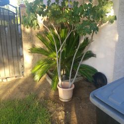 Plant Chaya