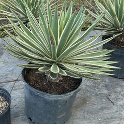 7 Gallons Caribbean Agave